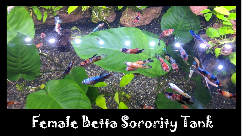 How To Start A Female Betta Sorority Tank Coast Gem USA how-to-start-a-female-betta-sorority-tank-coast-gem-usa