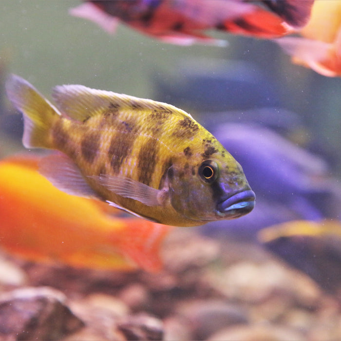 Tips for Choosing Which Tropical Fish You Should Buy