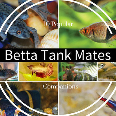Betta Tank Mates