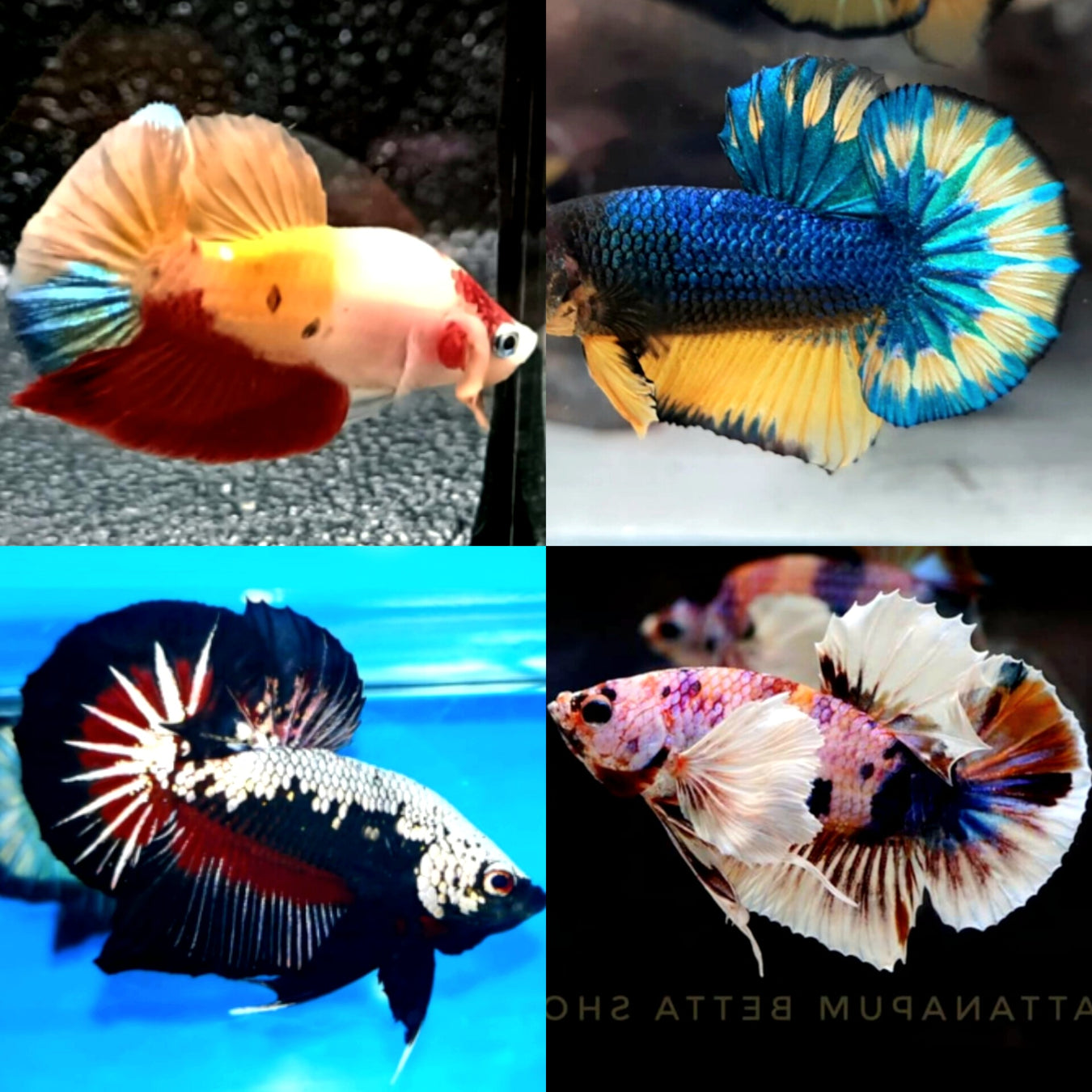 Our Choice Plakat Male Betta Groups
