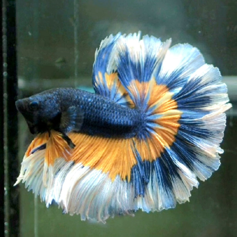 Halfmoon Betta Male For Sale - What You See Is What You Get