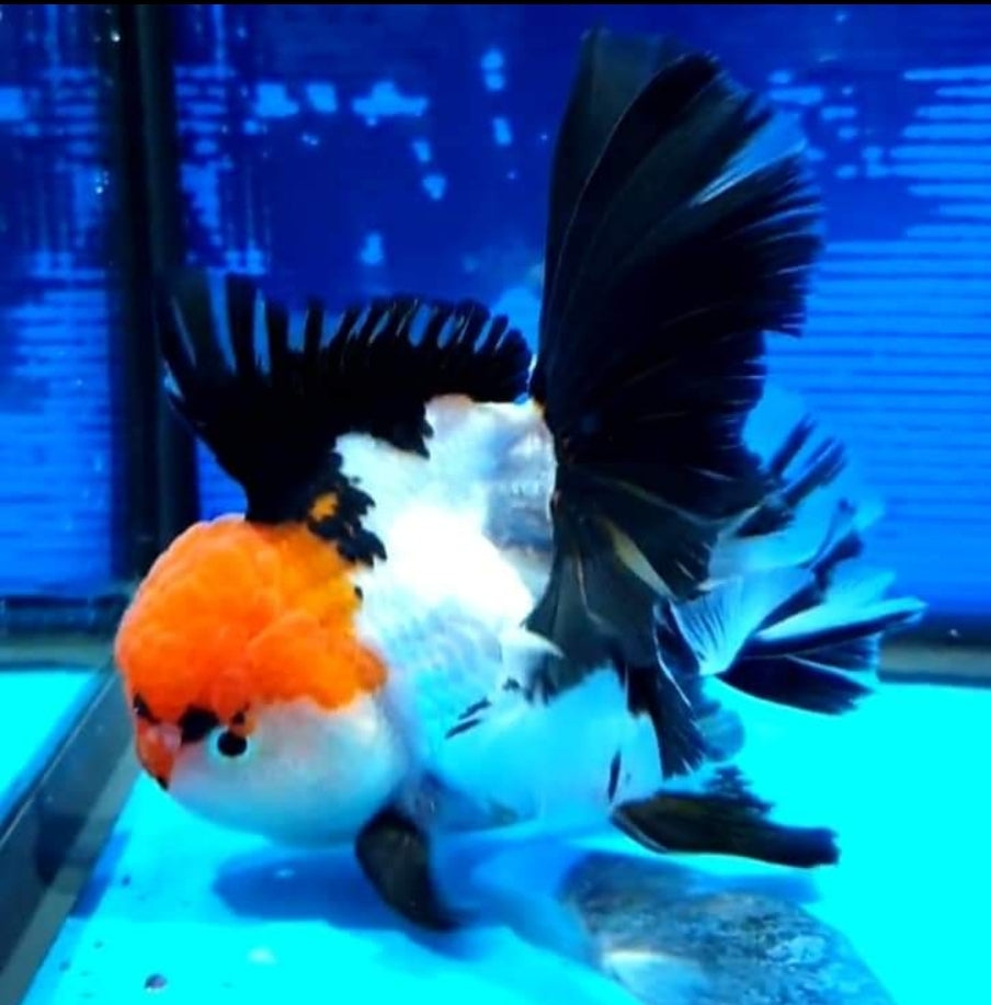 Oranda - What You See is What Your Get
