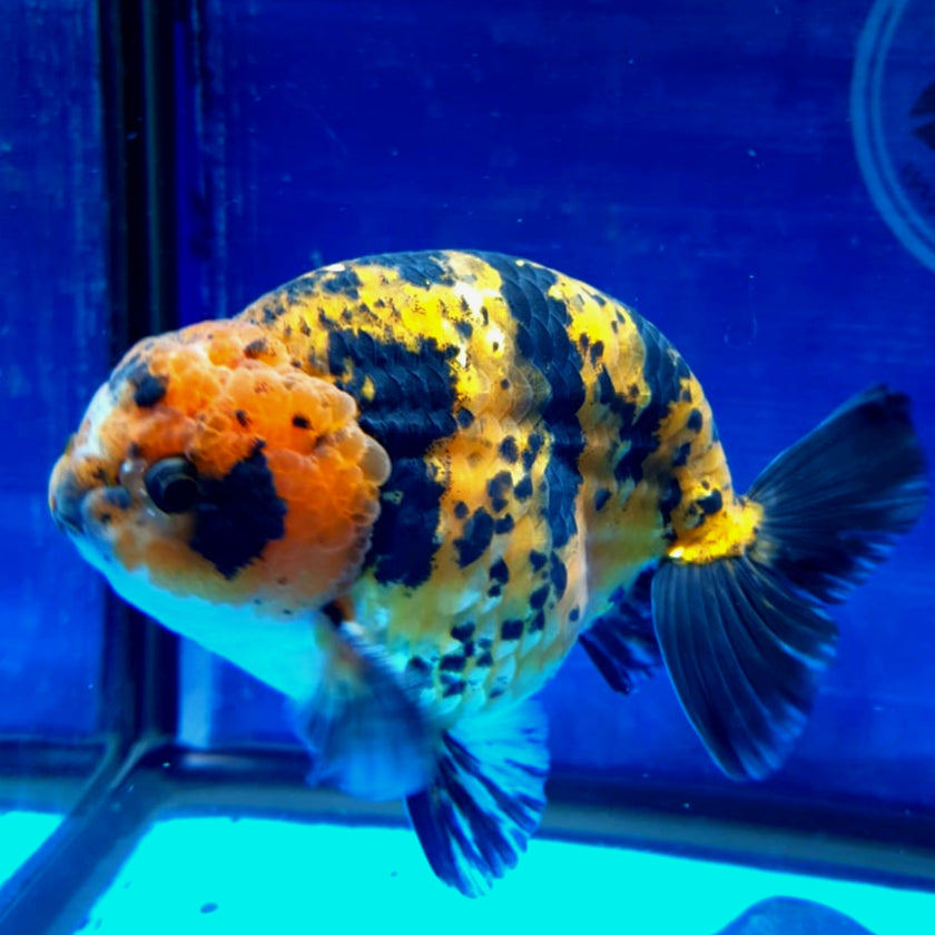LIVE PREMIUM HIGH QUALITY GIANT LONG STRUCTURE RANCHU OUR CHOICE