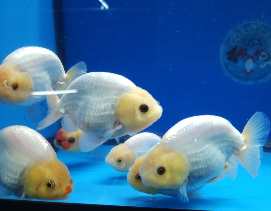 Live Fancy Goldfish Premium Select  Our Choice Thai Hybrid Ranchu Big Structure/Giant TVR Special White Lemon Head Grow up to Over 6'' BODY (CGF-087)