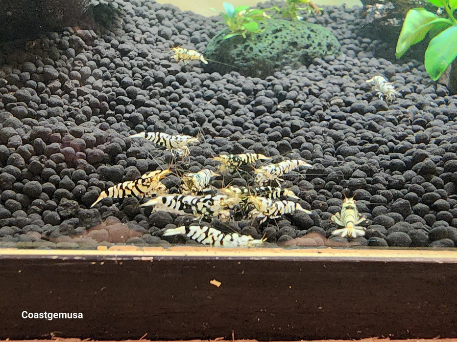 Live Freshwater Aquarium Shrimp Black Fancy Tiger A/S Grade Shrimp (Caridina) 3/$45, 5/$65 (FS-003)