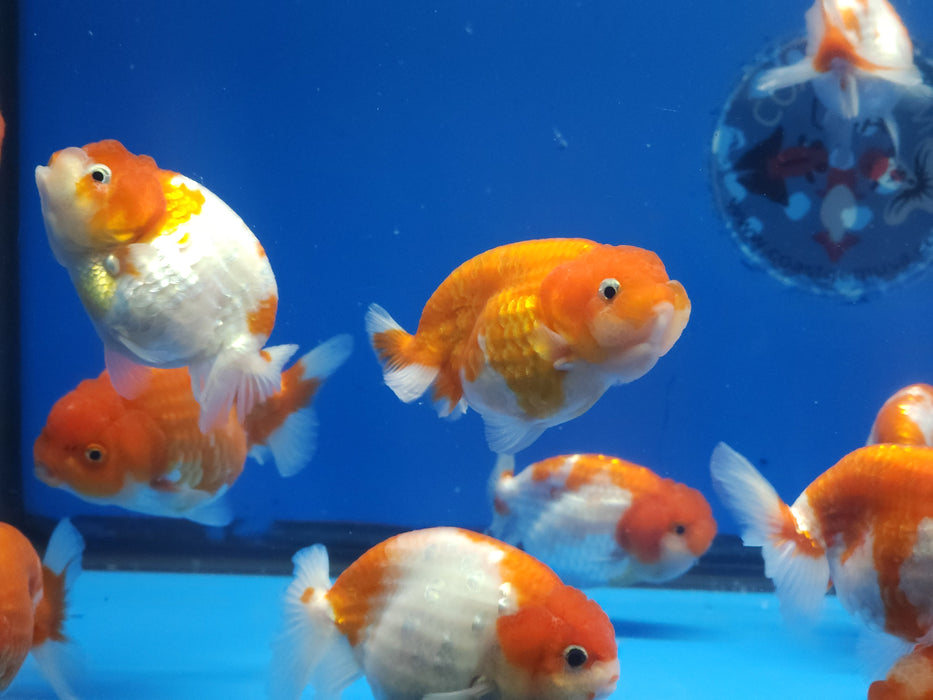 Live Fancy Goldfish Premium Select  Our Choice Thai Hybrid Ranchu Big Structure/Giant TVR SAKURA Grow up to Over 6'' BODY(CGF-094)