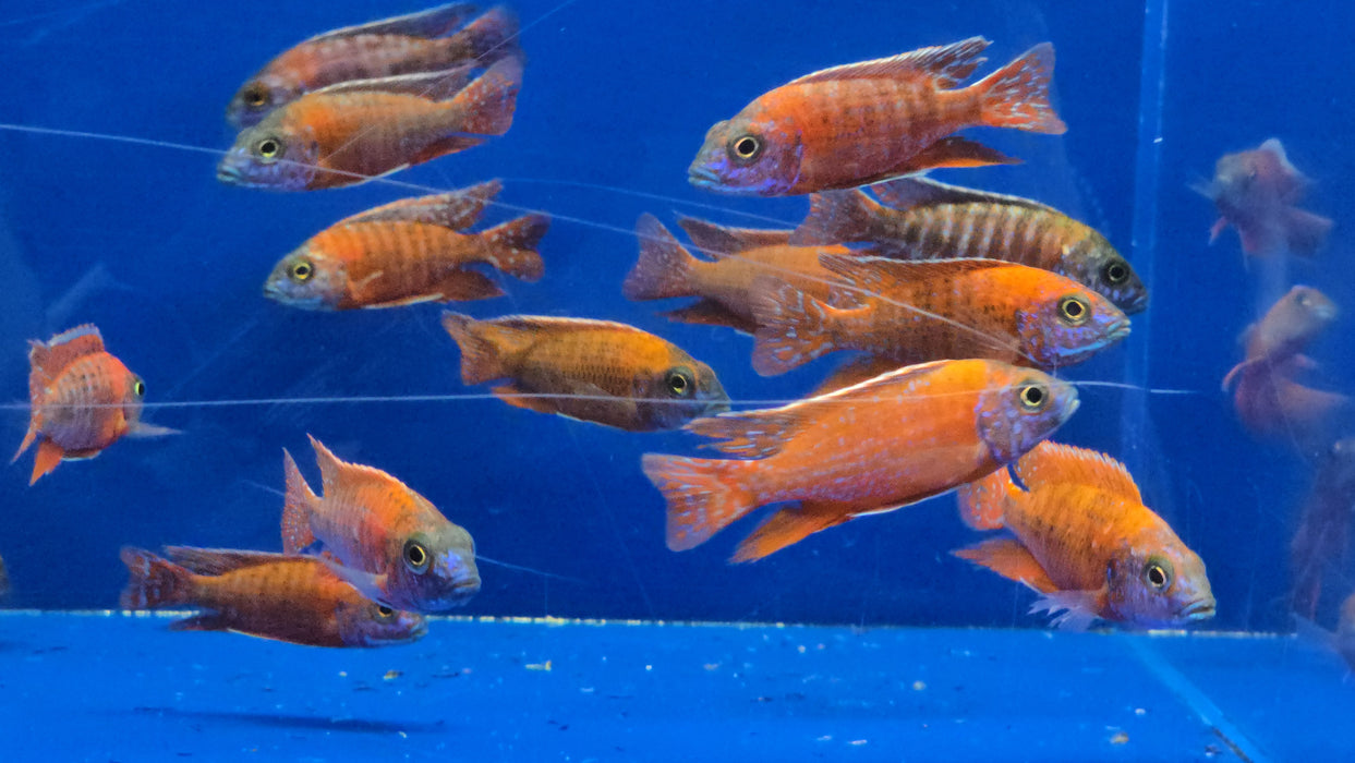 Live Freshwater African Cichlid Red Peacock (Aulonocara Rubescens)(CHD-003)U011