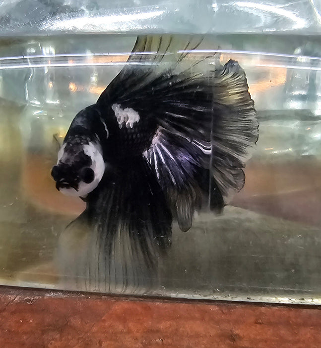 S039 Live Betta Fish Male High Grade Over Halfmoon Rosetail Skyhawk Black Copper (MKP-550) What you see is what you get!