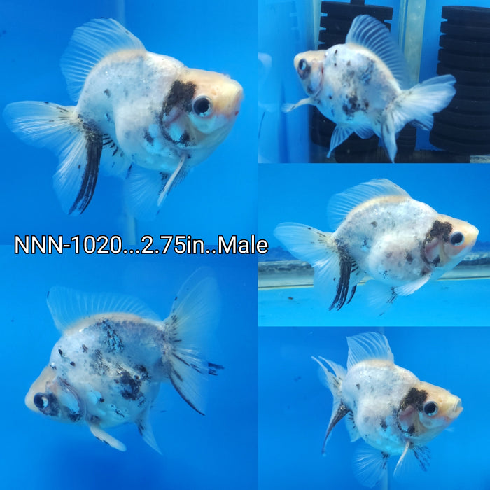 x(NNN-1020) Live Fancy Goldfish Thai Marble Calico Ryukin Broadtail 2.75 inch Body Male