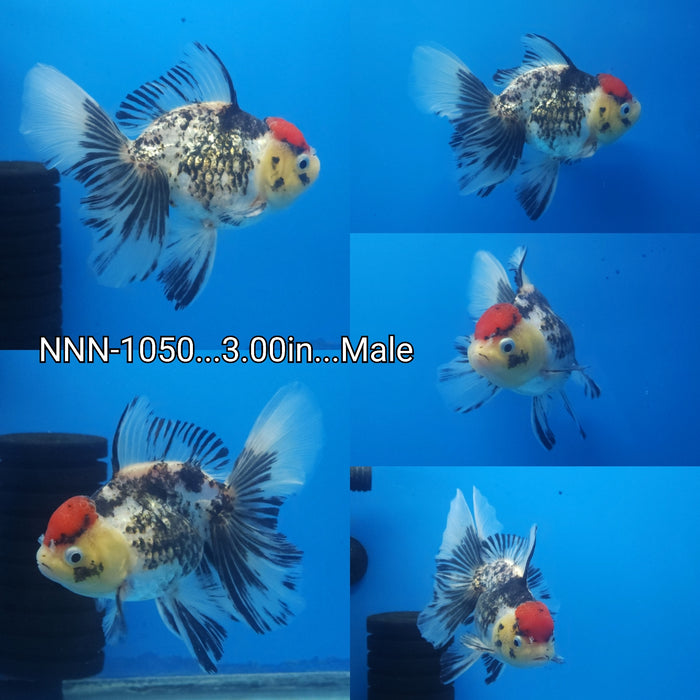 (NNN-1050) Live Fancy Goldfish Thai Special Color Red Cap 3.00 inch Body Male