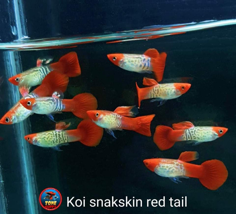 (CGP-128) Live Fancy Guppy Fish Premium Quality Koi snake skin R5C3M R5C4F