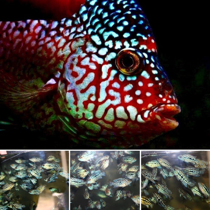 Live Fish American Cichlid SUPER RED TEXAS Fry 1.00-2.00 inch(CHD-049)U014, U016