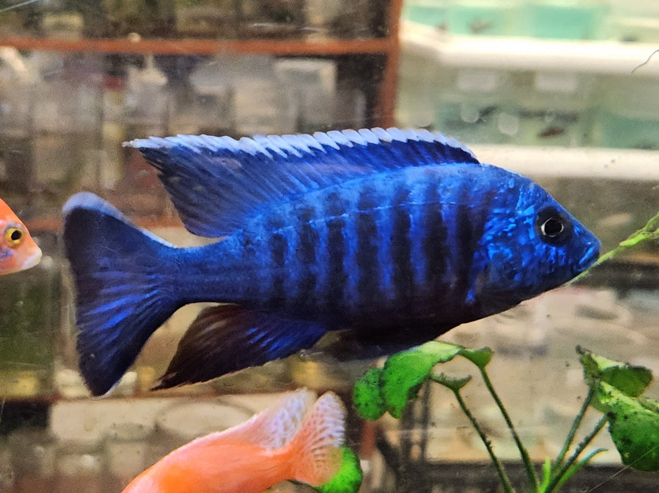Live Freshwater Cichlid Blue Peacock  (Aulonocara nyassae) (CHD-014)U009