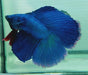 Royal Blue Mascot Blue Halfmoon Double Tail Male Betta
