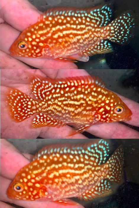 Live Fish American Cichlid SUPER RED TEXAS Fry 1.00-2.00 inch(CHD-049)U014, U016