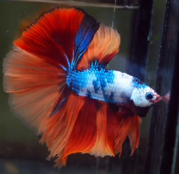 Fancy MArble Nemo Candy Dragon Scale Rosetail Over Halfmoon Male Betta