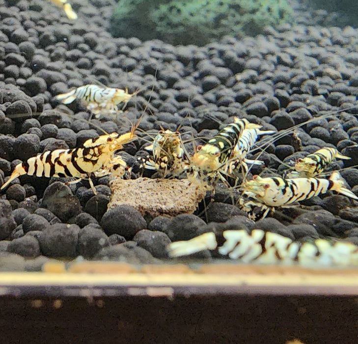 Live Freshwater Aquarium Shrimp Black Fancy Tiger A/S Grade Shrimp (Caridina) 3/$45, 5/$65 (FS-003)