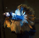 Yellow Fancy MArble Dragon Scale Mustard Rosetail Feather Tail Show Grade Male Betta