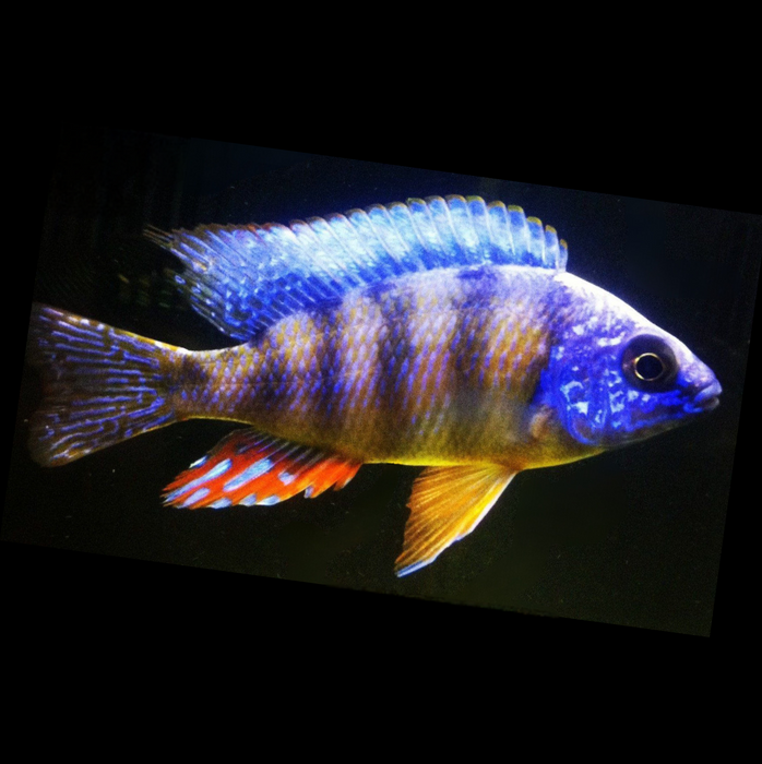Live Fish African Cichlid Taiwan Reef (Protomelas Sp. "Steveni Taiwan")(CHD-016)U003