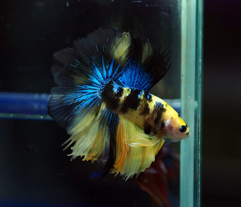 Juvenile High Grade Yellow Koi and Yellow Fancy Marble Over Halfmoon Male Betta (CBM-227) Our Choice