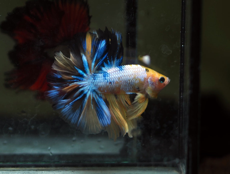 Juvenile High Grade Yellow Koi and Yellow Fancy Marble Over Halfmoon Male Betta (CBM-227) Our Choice