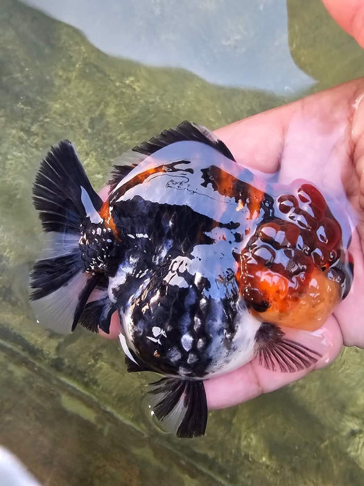 Live Aquarium Goldfish Black Calico Round Body Oranda Premium Quality Short Tail *NEW BREED*  GROW UP TO 3.5'' BODY (CGF-033)Juvenile Our Choice