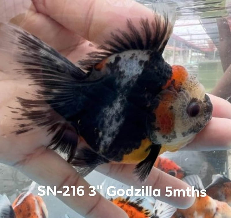 Live Aquarium Goldfish Black Calico Round Body Oranda Premium Quality Short Tail *NEW BREED*  GROW UP TO 3.5'' BODY (CGF-033)Juvenile Our Choice