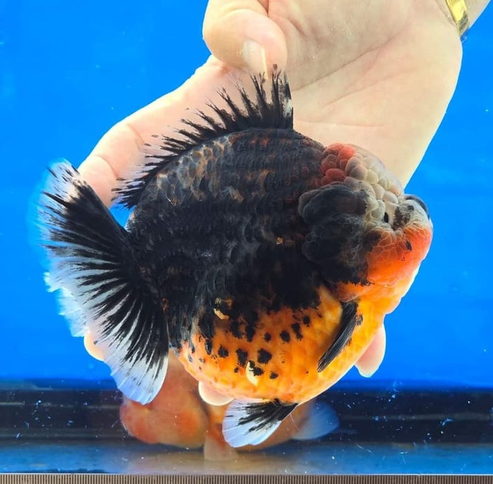 Live Aquarium Goldfish Oranda Black Base Calico High-End Round Body Giant Breed Short Tail *NEW BREED*  GROW UP TO 5-6'' BODY (CGF-101)Juvenile Our Choice