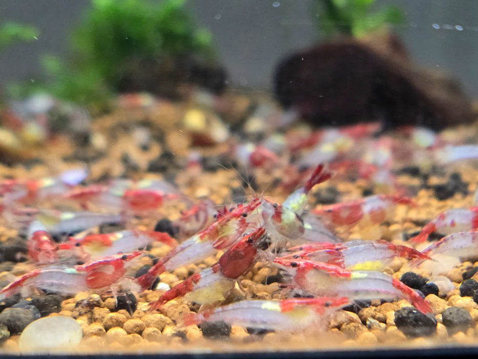 Live Freshwater Aquarium Premium Red Rili Shrimp 5/$20, 10/$35, 20/$65 (Neocaridina sp.)(FS-028)R9C10, R9C4