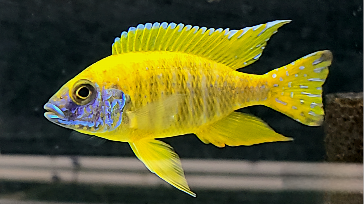 Live Freshwater Cichlid Yellow Peacock/Sunshine (Aulonocara Baenschi) (CHD-027)U008