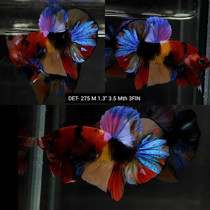 Live Betta Fish Male Plakat High Grade Blue Color Galaxy (DET-275) What you see is what you get!