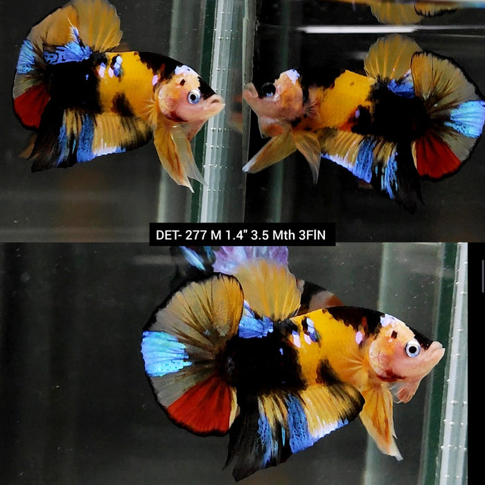 Live Betta Fish Male Plakat High Grade Yellow Koi Fancy (DET-277) What you see is what you get!
