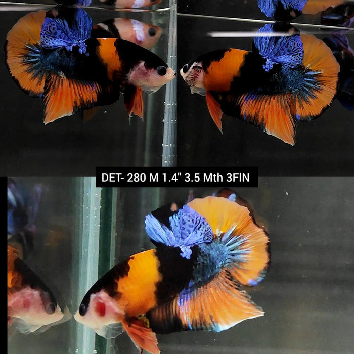 Live Betta Fish Male Plakat High Grade Orange Koi Fancy (DET-280) What you see is what you get!