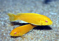 Live Freshwater fish African Cichlid Electric Yellow Lemon Price Cichlid (Labidochromis Caeruleus)(CHD-036)U006