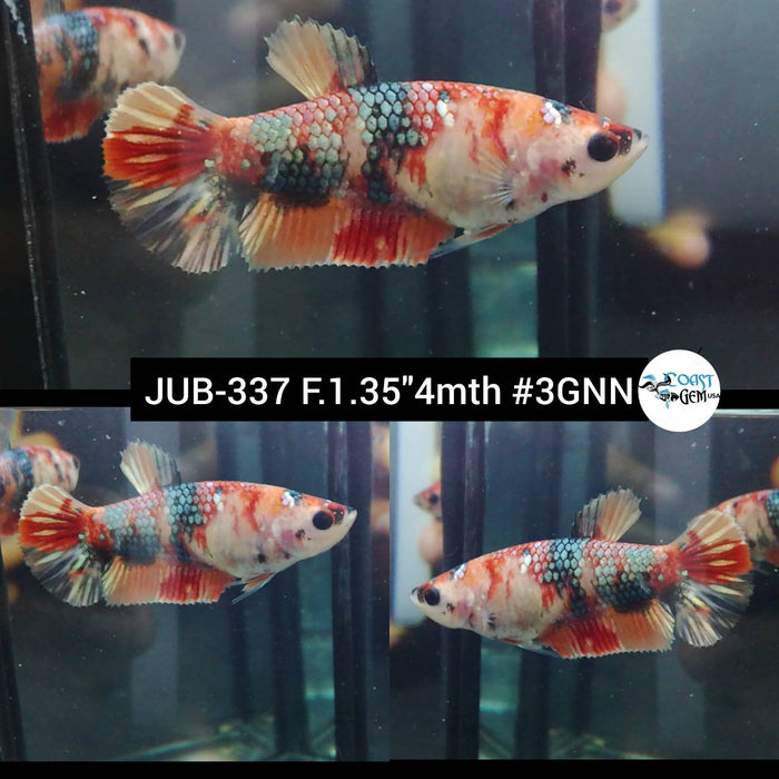Live Betta Fish Female Plakat High Grade Nemo Galaxy (JUB-337) What you see is what you get