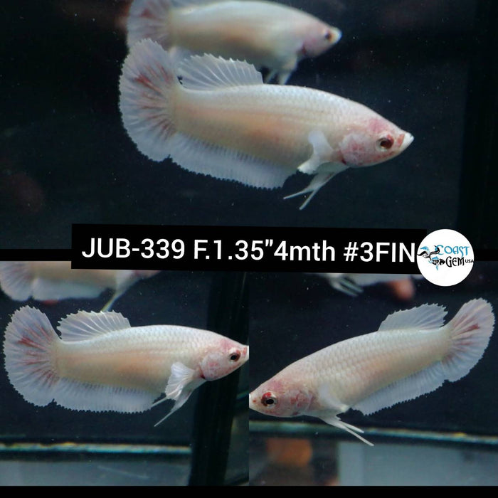 Live Betta Fish Female Plakat High Grade Dumbo (JUB-339) What you see is what you get