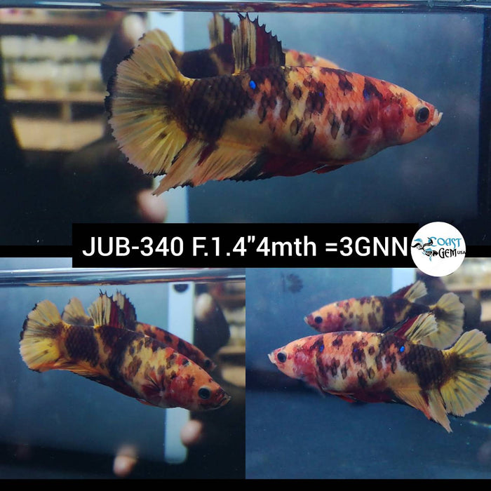 Live Betta Fish Female Plakat High Grade Copper (JUB-340) What you see is what you get