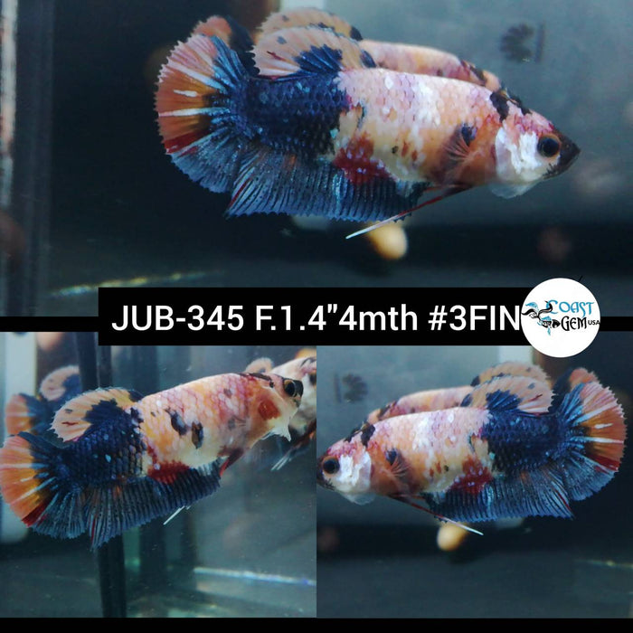 Live Betta Fish Female Plakat High Grade Fancy Marble (JUB-345) What you see is what you get