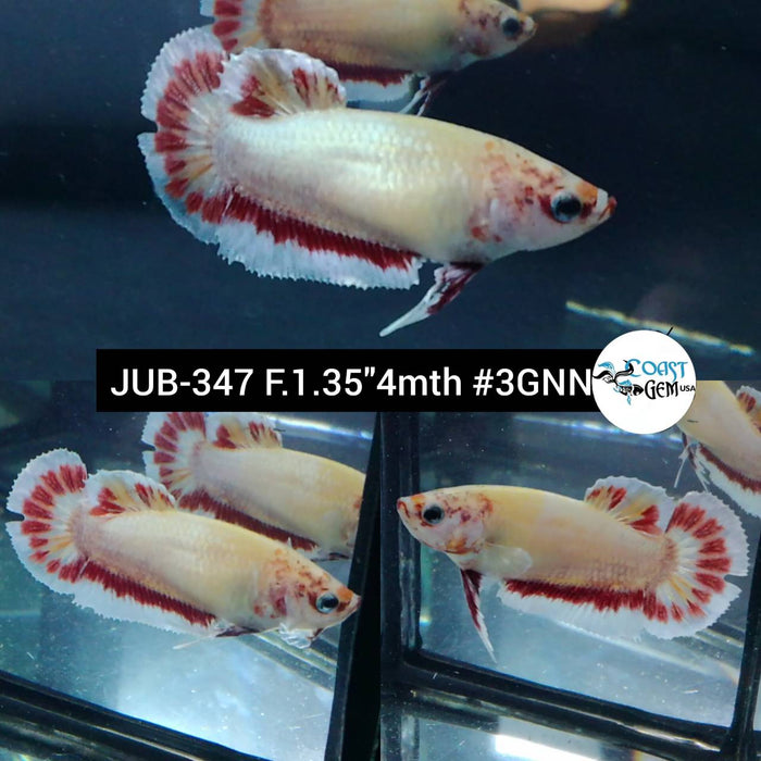 Live Betta Fish Female Plakat High Grade Big Dumbo (JUB-347) What you see is what you get