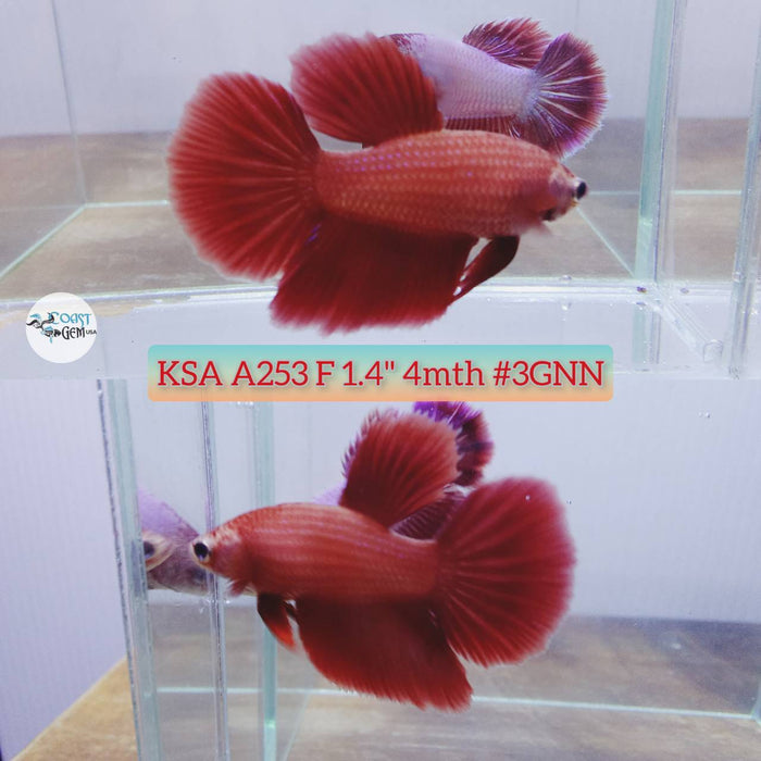 S212 Live Betta Fish Female Half-moon super red (KSA-253) What you see is what you get!