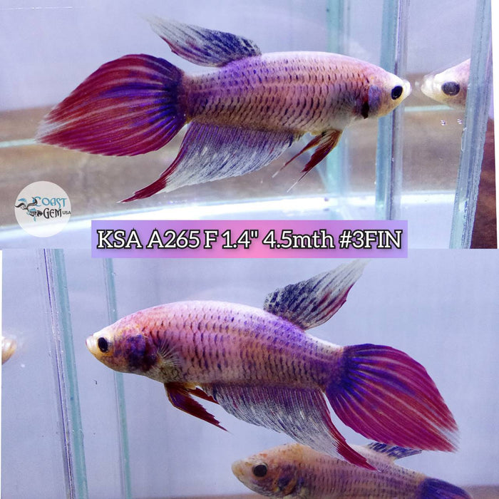 Live Betta Fish Female High Grade VT Grizzle Violet (KSA-265) What you see is what you get!
