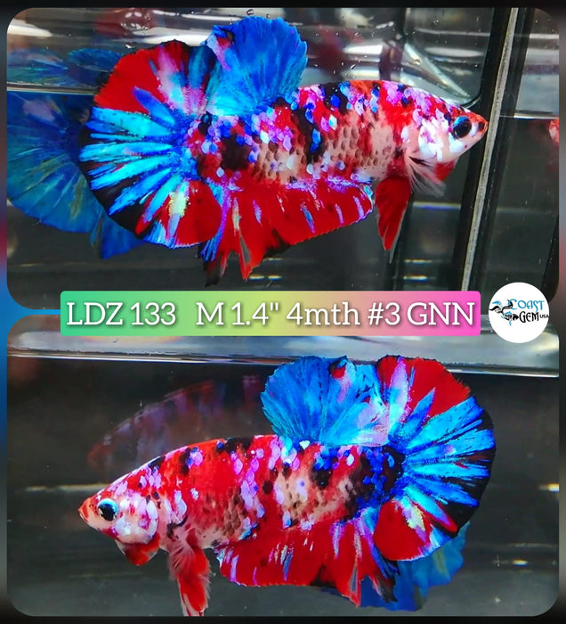 Live Betta Fish Male Plakat High Grade Galaxy Fancy (LDZ-133) What you see is what you get!