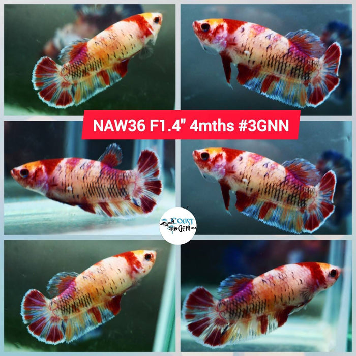 Live Betta Fish Female Plakat High Grade Red Koi (NAW-036) What you see is what you get!