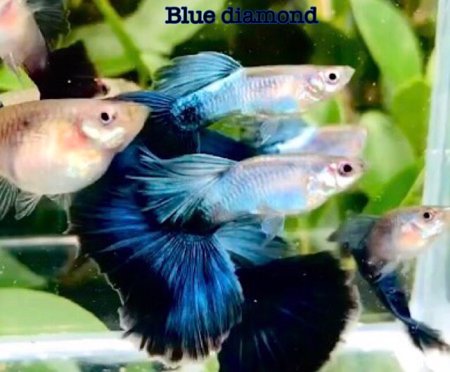 (CGP-093) Live Fancy Guppy Fish Premium Quality Blue Diamond Big Tail R5A12MF