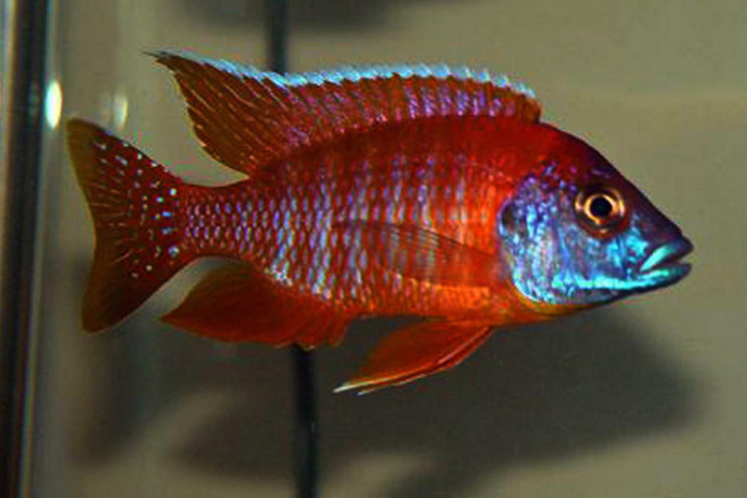 Live Freshwater African Cichlid Red Peacock (Aulonocara Rubescens)(CHD-003)U011