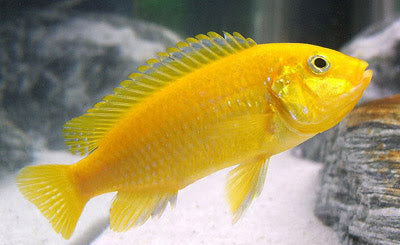 Live Freshwater fish African Cichlid Electric Yellow Lemon Price Cichlid (Labidochromis Caeruleus)(CHD-036)U006