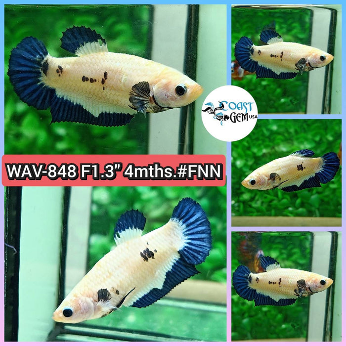 Live Betta Fish Female Plakat High Grade Blue Marble (WAV-848) What you see is what you get!