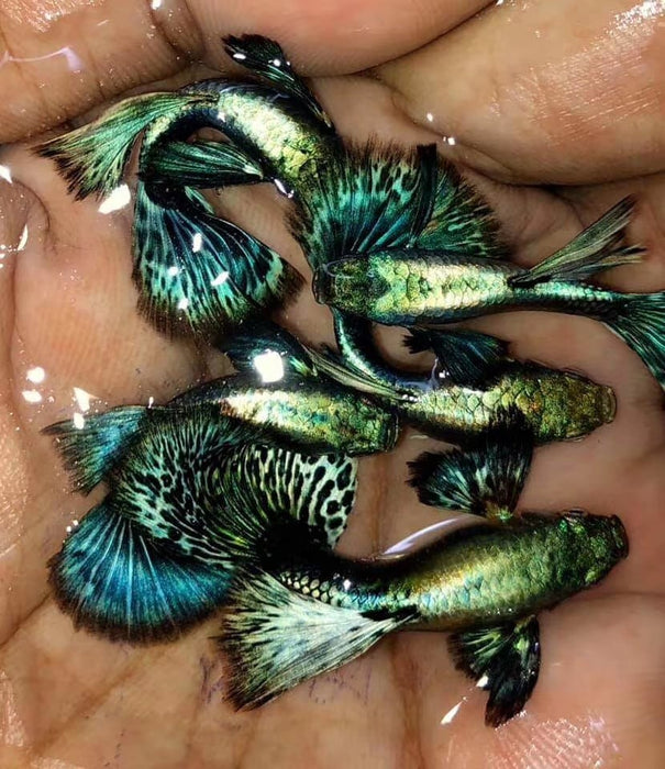 (CGP-019) Live Fancy Guppy Fish Premium Quality Blue Green Dragon Big Ear R5B7M R5B8F