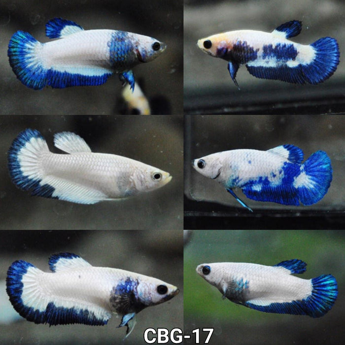 Live Freshwater Fancy Betta Female  Premium Plakat  Blue Rim Marble(CBG-017)