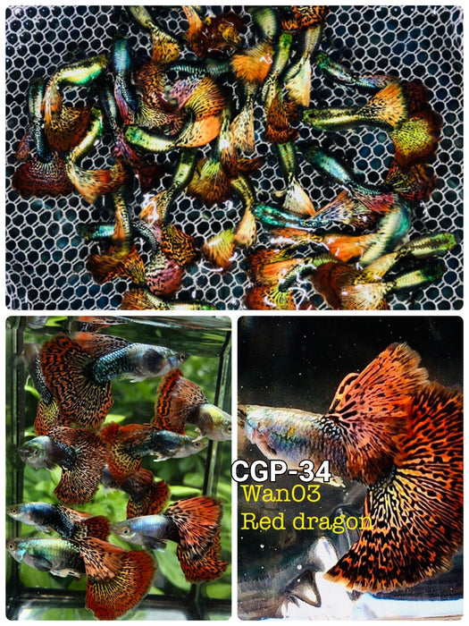 (CGP-034) Live Fancy Guppy Fish Premium Quality Red Dragon High Dorsal XL Size R4A10MF